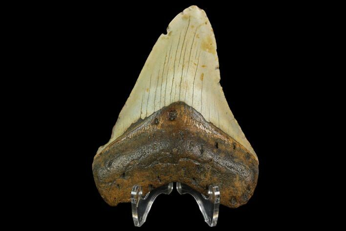 Fossil Megalodon Tooth - North Carolina #124661